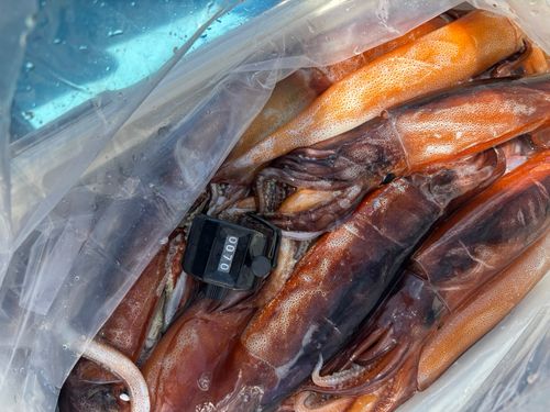 スルメイカの釣果