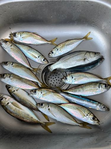 アジの釣果