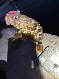 カサゴの釣果