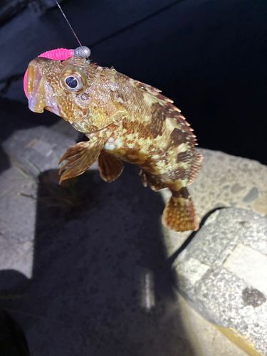 カサゴの釣果