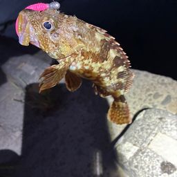 カサゴ