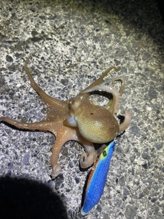 タコの釣果