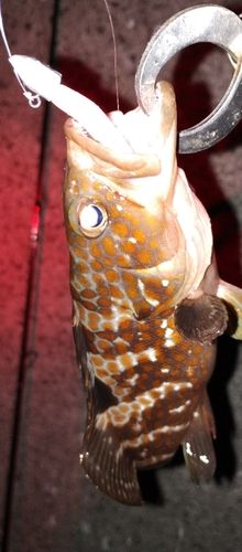アコウの釣果
