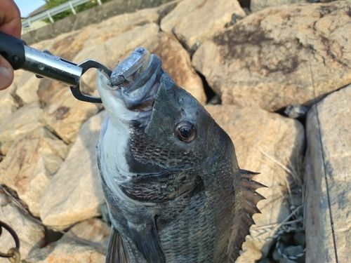 チヌの釣果