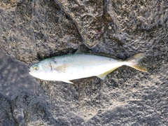 ワカシの釣果