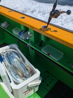 タチウオの釣果