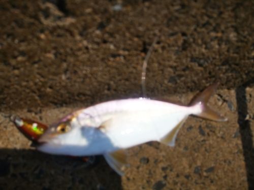 ショゴの釣果