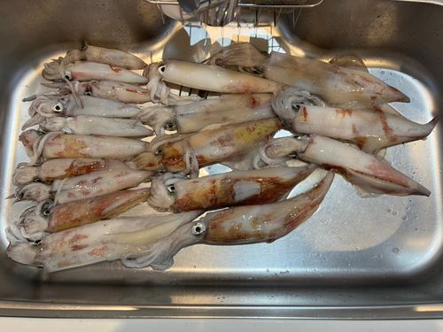 マイカの釣果