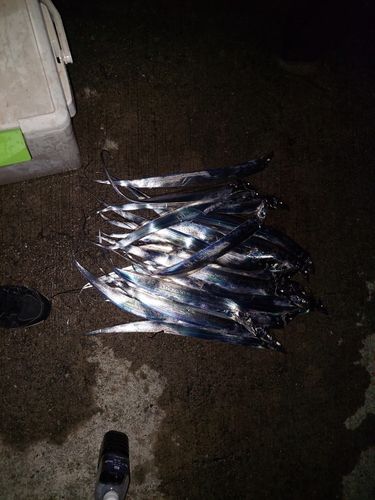 タチウオの釣果