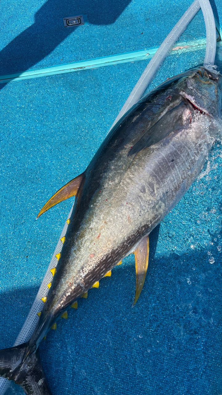 どかじゃさんの釣果 2枚目の画像