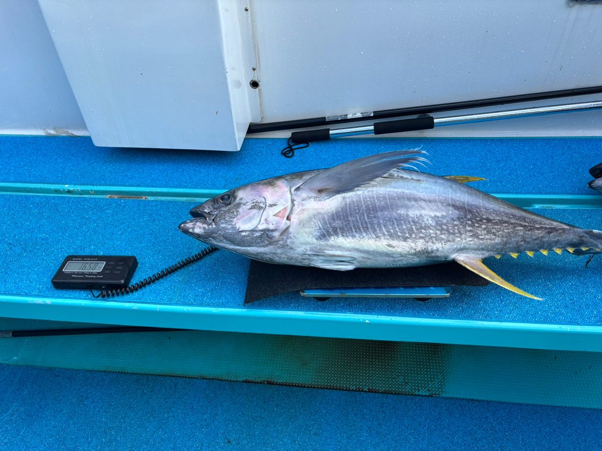 どかじゃさんの釣果 3枚目の画像