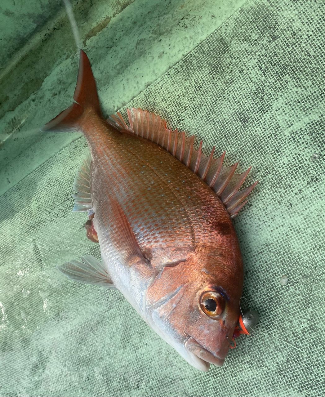 ちぬだんごさんの釣果 1枚目の画像
