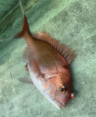 マダイの釣果