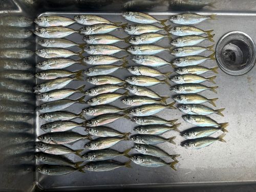 アジの釣果