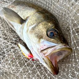 フッコ（マルスズキ）