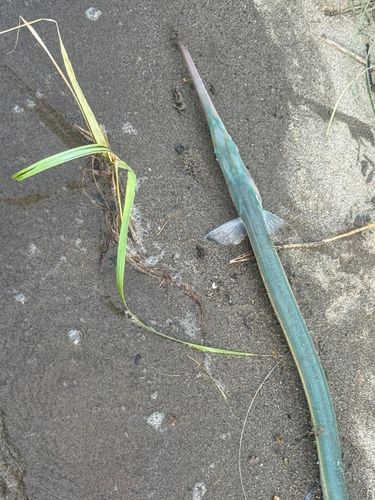 ダツの釣果