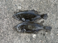 ソゲの釣果
