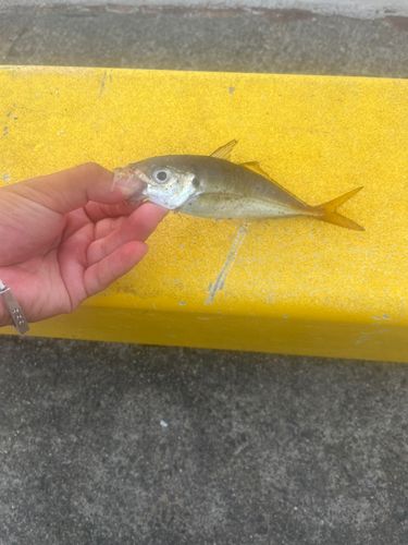 マアジの釣果