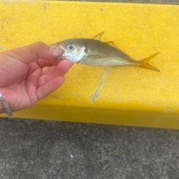マアジ