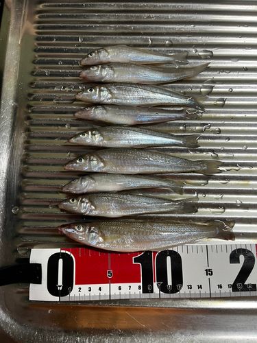 キスの釣果