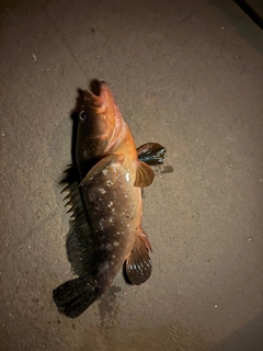 キジハタの釣果