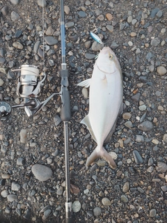 ショゴの釣果