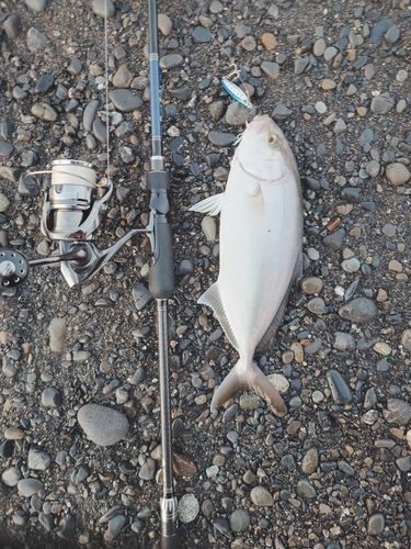 ショゴの釣果