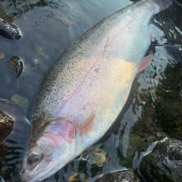 レインボートラウト