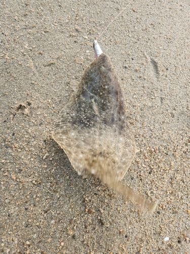 ソゲの釣果
