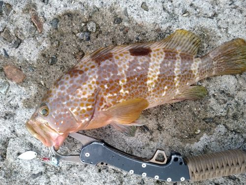 キジハタの釣果