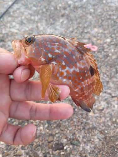 アコウの釣果