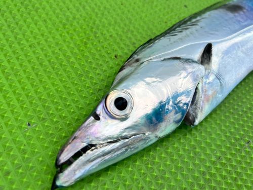 タチウオの釣果