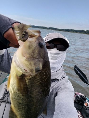 ブラックバスの釣果