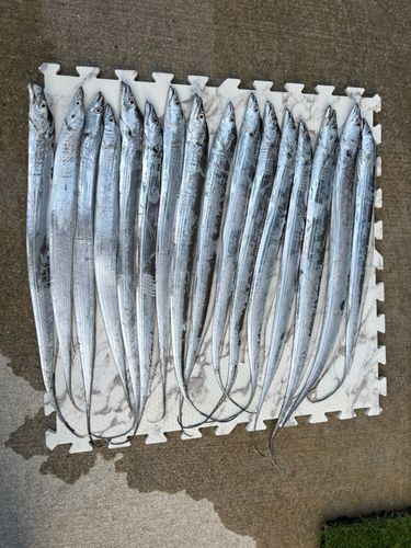 タチウオの釣果