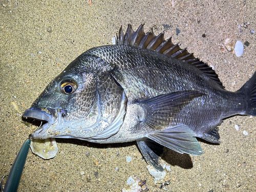 チヌの釣果