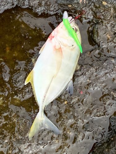 ロウニンアジの釣果