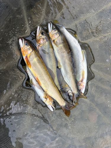 アユの釣果