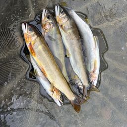 アユ