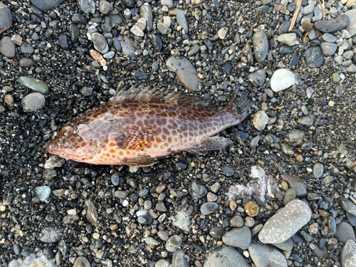 オオモンハタの釣果