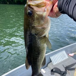 ラージマウスバス