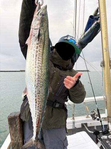サワラの釣果