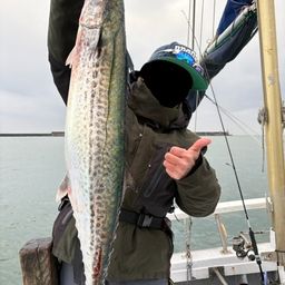 サワラ