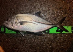 ギンガメアジの釣果