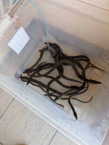ウナギの釣果
