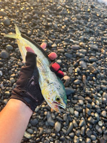 シイラの釣果