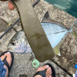 アジ