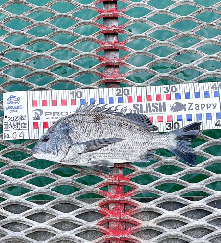 チヌの釣果