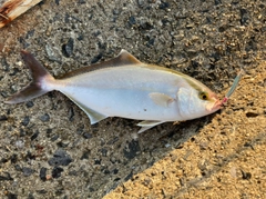 ショゴの釣果