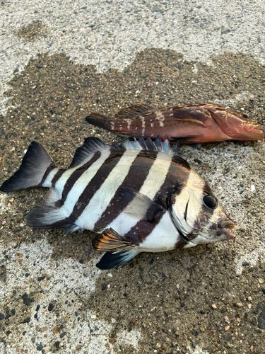 サンバソウの釣果