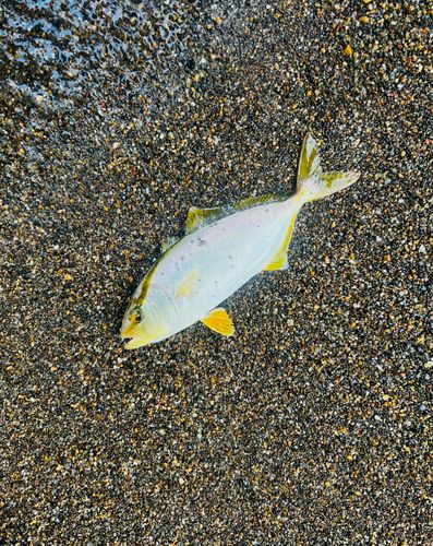 ショゴの釣果